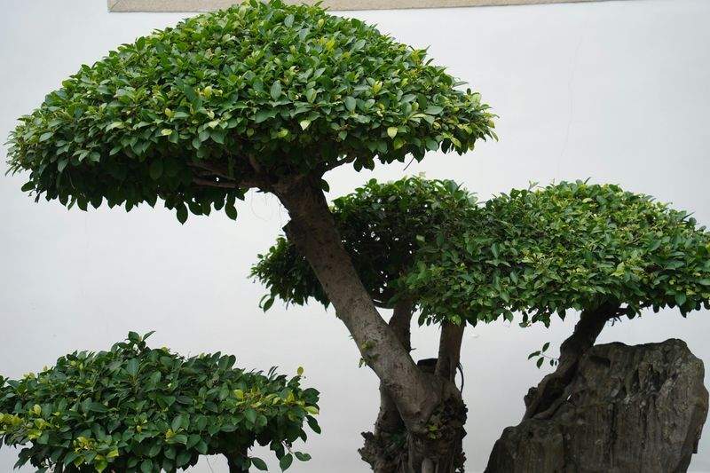 緑景園芸株式会社 6